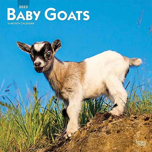 9781975448998: Baby Goats | 2023 12 x 24 Inch Monthly Square Wall Calendar | BrownTrout | Domestic Animals