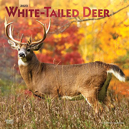 

White Tailed Deer | 2023 12 x 24 Inch Monthly Square Wall Calendar | Foil Stamped Cover | BrownTrout | Wildlife Animals Forest Hunting