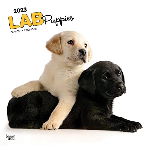 Beispielbild fr Lab Puppies | 2023 12 x 24 Inch Monthly Square Wall Calendar | BrownTrout | Animals Dog Breeds Retriever DogDays zum Verkauf von Books Unplugged