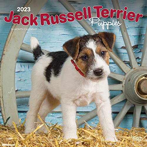 Beispielbild fr Jack Russell Terrier Puppies 2023 Square zum Verkauf von Buchpark