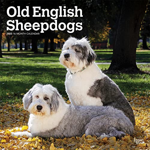 Beispielbild fr Old English Sheepdogs | 2023 12 x 24 Inch Monthly Square Wall Calendar | BrownTrout | Animals Dog Breeds DogDays zum Verkauf von WorldofBooks