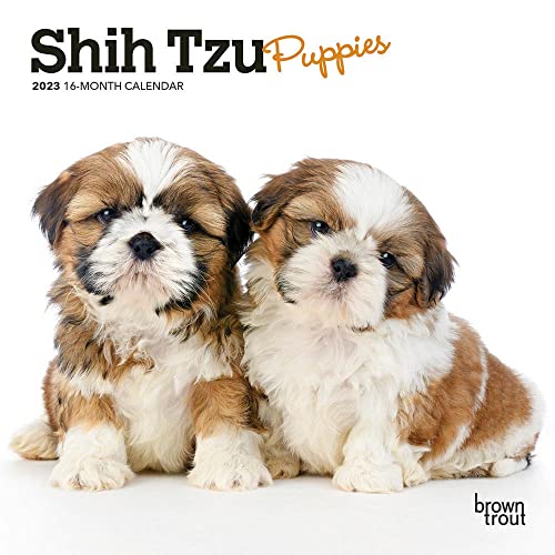 Stock image for Shih Tzu Puppies | 2023 7 x 14 Inch Monthly Mini Wall Calendar | BrownTrout | Animal Small Dog Breed Puppy DogDays for sale by Revaluation Books