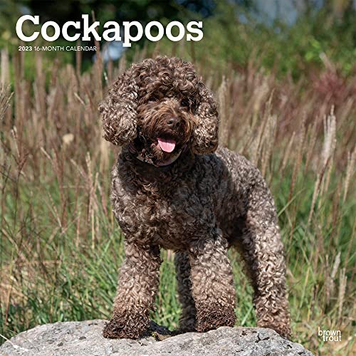 Beispielbild fr Cockapoo Calendar 2023: 12 x 24 Inch Large Monthly Wall Calendar and DogDays App from the BrownTrout Dog Calendar Range zum Verkauf von WorldofBooks