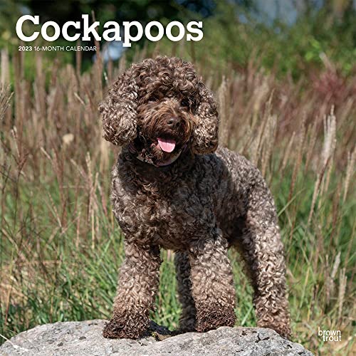 Stock image for Cockapoo Calendar 2023: 12 x 24 Inch Large Monthly Wall Calendar and DogDays App from the BrownTrout Dog Calendar Range for sale by WorldofBooks