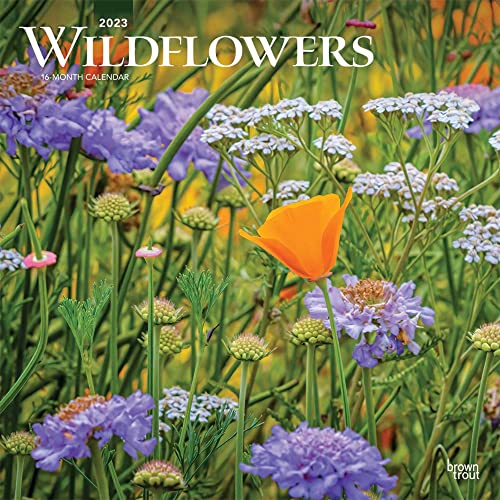 9781975456474: Wildflowers | 2023 12 x 24 Inch Monthly Square Wall Calendar | BrownTrout | Flower Outdoor Plant