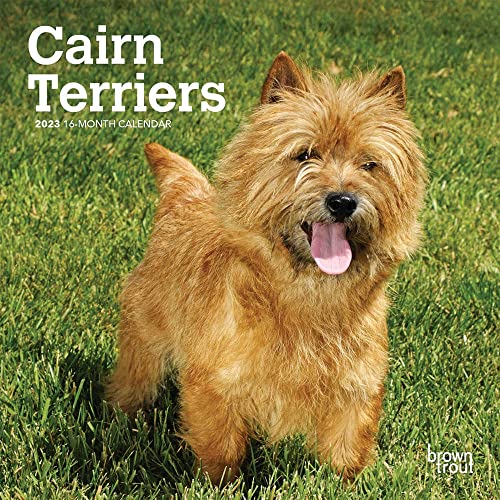 Imagen de archivo de Cairn Terriers | 2023 7 x 14 Inch Monthly Mini Wall Calendar | BrownTrout | Animals Dog Breeds DogDays a la venta por WorldofBooks