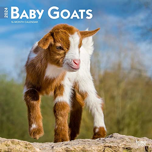 Stock image for Baby Goats | 2024 12 x 24 Inch Monthly Square Wall Calendar | BrownTrout | Domestic Animals for sale by Book Outpost