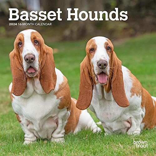Stock image for Basset Hounds | 2024 7 x 14 Inch Monthly Mini Wall Calendar | BrownTrout | Animals Dog Breeds for sale by Book Deals