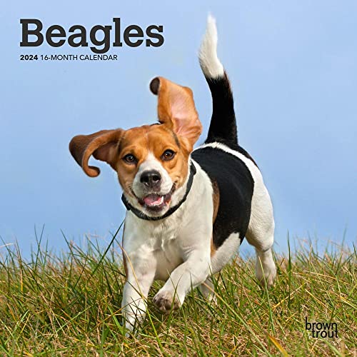 Stock image for Beagles | 2024 7 x 14 Inch Monthly Mini Wall Calendar | BrownTrout | Animals Dog Breeds for sale by GF Books, Inc.