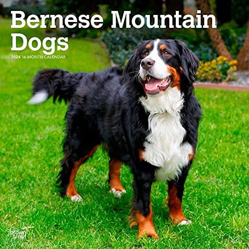 Bernese Mountain Dogs | 2024 12 x 24 Inch Monthly Square Wall Calendar | BrownTrout | Animals Breeds