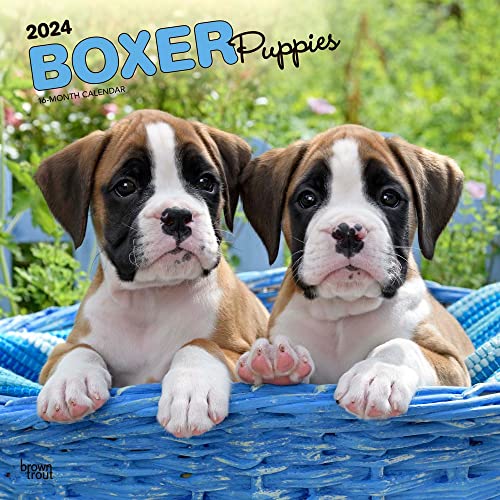 Beispielbild fr Boxer Puppies 2024 Square zum Verkauf von PBShop.store US