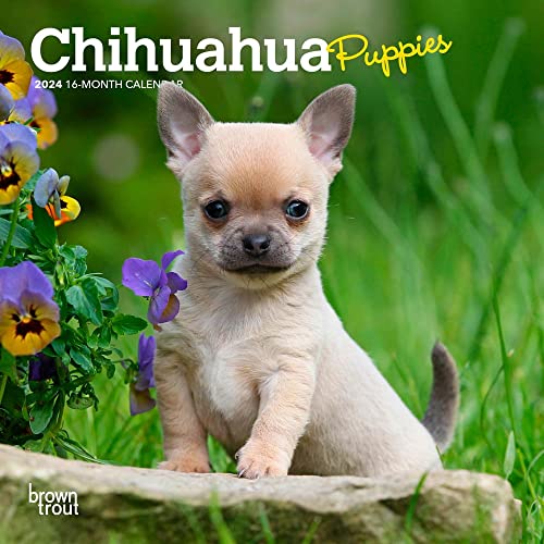 Imagen de archivo de Chihuahua Puppies 2024 Mini 7x7 a la venta por Revaluation Books