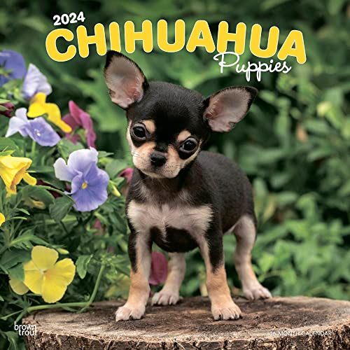 Chihuahua Puppies | 2024 12 x 24 Inch Monthly Square Wall Calendar | BrownTrout | Animals Small Dog Breeds