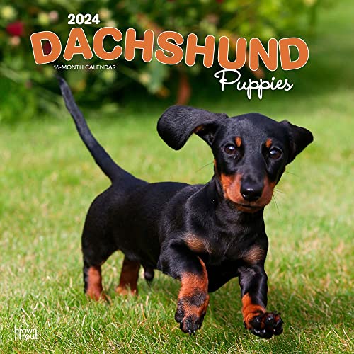 9781975462536: Dachshund Puppies | 2024 12 x 24 Inch Monthly Square Wall Calendar | BrownTrout | Animals Dog Breeds Puppy