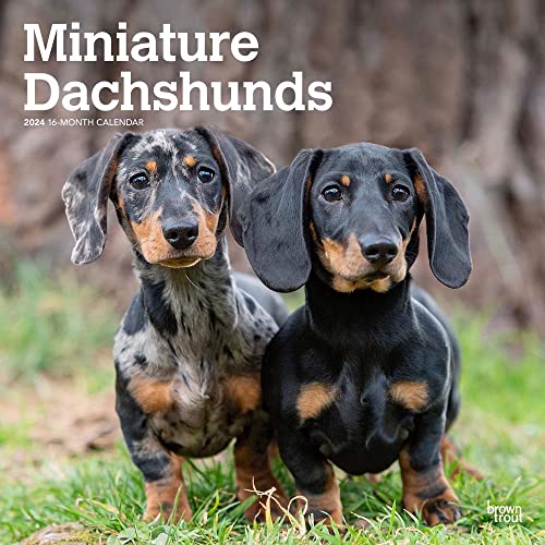 Dachshunds, Miniature 2024 Square