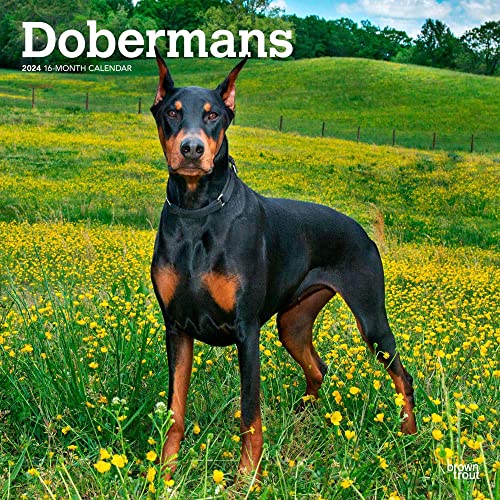 Dobermans 2024 Square