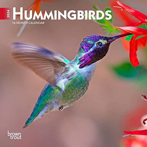 Hummingbirds | 2024 7 x 14 Inch Monthly Mini Wall Calendar | BrownTrout | Animals Wildlife Nature