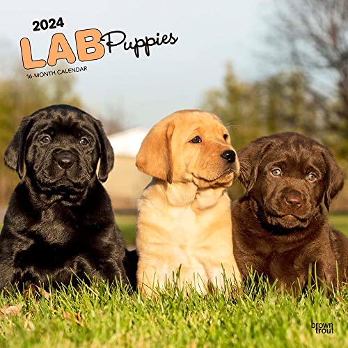 Labrador Retriever Puppies 2024 Square (Calendar)