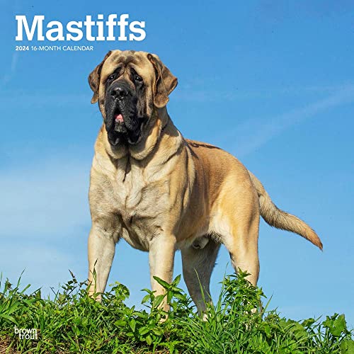 Imagen de archivo de Mastiffs 2024 Square a la venta por Revaluation Books