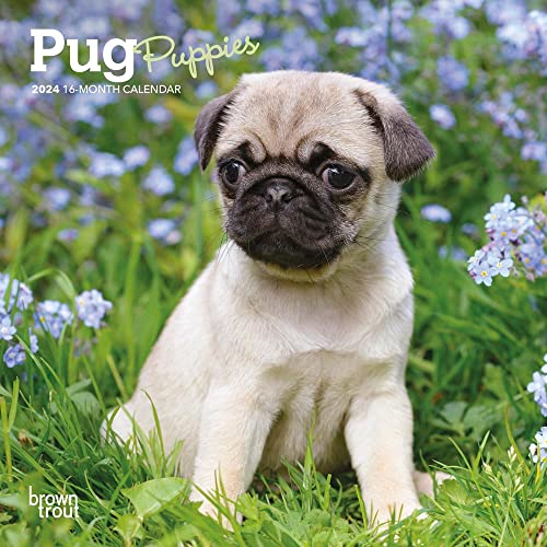 Stock image for Pug Puppies | 2024 7 x 14 Inch Monthly Mini Wall Calendar | BrownTrout | Animals Dog Breeds Puppy for sale by GF Books, Inc.