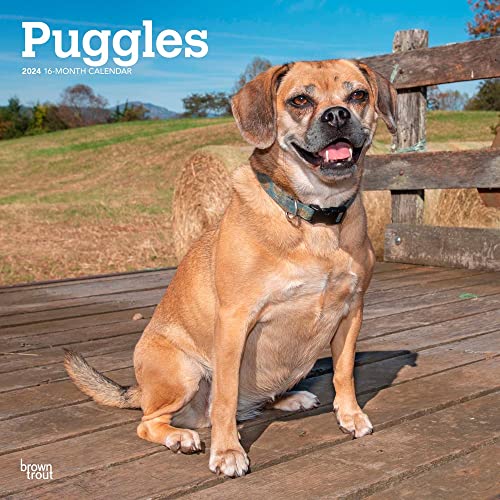 Puggles 2024 Square