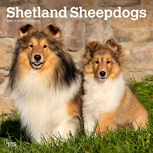 Shetland Sheepdogs | 2024 12 x 24...