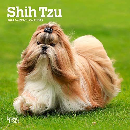 Beispielbild fr Shih Tzu | 2024 7 x 14 Inch Monthly Mini Wall Calendar | BrownTrout | Animals Small Dog Breeds zum Verkauf von Books Unplugged