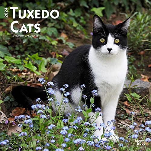 Beispielbild fr Tuxedo Cats | 2024 12 x 24 Inch Monthly Square Wall Calendar | BrownTrout | Animals Kittens Feline zum Verkauf von Book Outpost