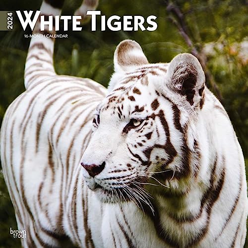 Stock image for White Tigers | 2024 12 x 24 Inch Monthly Square Wall Calendar | BrownTrout | Wildlife Zoo Animals for sale by Book Outpost