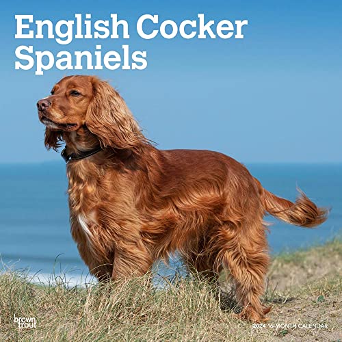 Beispielbild fr English Cocker Spaniels | 2024 12 x 24 Inch Monthly Square Wall Calendar | BrownTrout | Animals Dog Breeds zum Verkauf von Book Deals