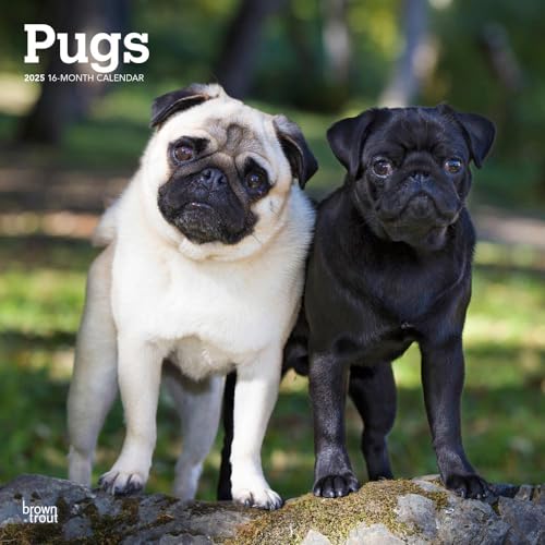 

Pugs 2025 12 X 24 Inch Monthly Square Wall Calendar Plastic-Free
