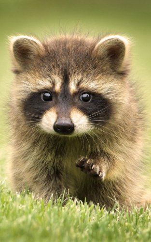 Beispielbild fr Cute Raccoon Baby Lined Notebook: 120 Page, 5x8, Writing Journal [Soft Cover ] zum Verkauf von booksXpress