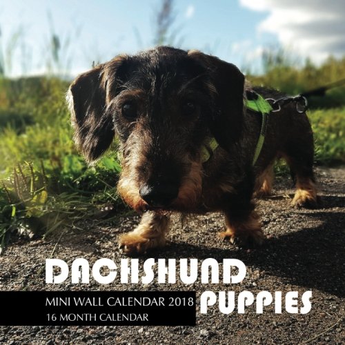 Stock image for Dachshund Puppies Mini Wall Calendar 2018: 16 Month Calendar for sale by Revaluation Books