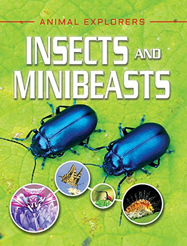 Stock image for Insects and Minibeasts (Animal Explorers) for sale by Reuseabook