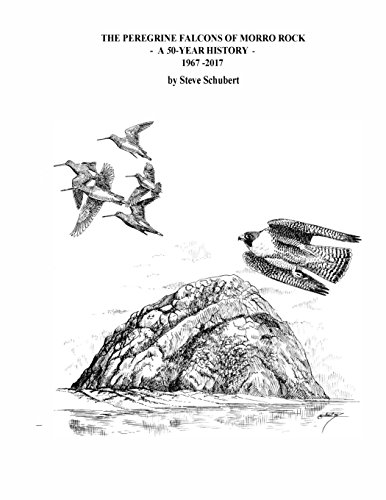 Imagen de archivo de The Peregrine Falcons of Morro Rock - A 50-Year History: 1967 - 2017 a la venta por BooksRun