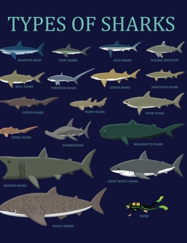 Kids Sketchbook  Sharks – Poshinate Kiddos