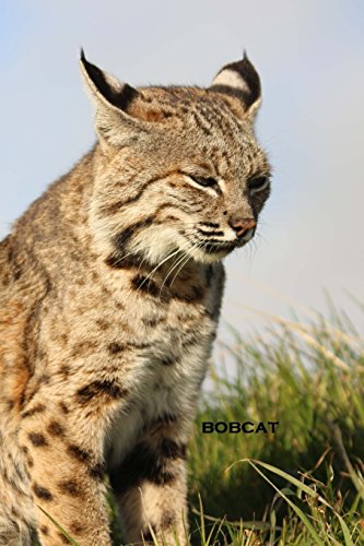 Stock image for Bobcat: Blank Journal [Soft Cover ] for sale by booksXpress