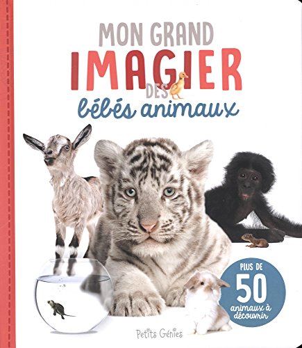 Beispielbild fr Mon grand imagier des bbs animaux zum Verkauf von GF Books, Inc.