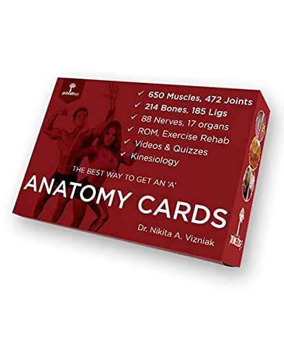 Stock image for Muscle Manual Anatomy Cards for sale by GF Books, Inc.