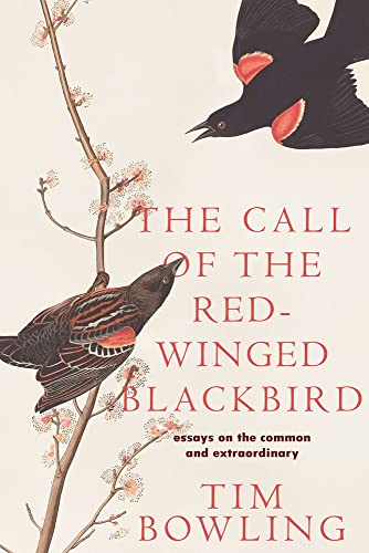 Beispielbild fr The Call of the Red-Winged Blackbird : Essays on the Common and Extraordinary zum Verkauf von Better World Books