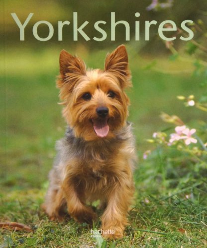 9782016206546: Yorkshires: Bien les comprendre et bien les soigner, les conseils d'un expert pour votre animal favori