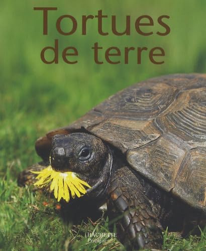 Beispielbild fr Tortues de terre zum Verkauf von Ammareal