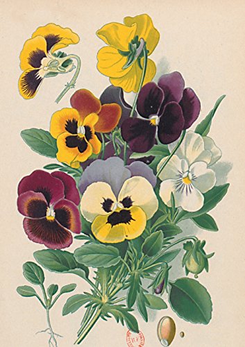 Imagen de archivo de Carnet LignT PensTes, Dessin 19e SiFcle (Bnf Botanique) (French Edition) a la venta por Lakeside Books