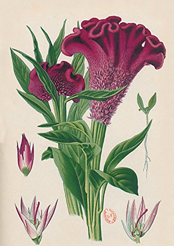 Imagen de archivo de Carnet LignT Celosia Cristata, Dessin 19e SiFcle (Bnf Botanique) (French Edition) a la venta por Lakeside Books