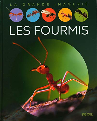 Beispielbild fr Les fourmis zum Verkauf von Librairie Th  la page