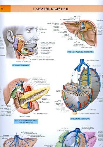 9782224022839: Appareil digestif planche n 2 planches murales d'anatomie (Le Corps Humain)