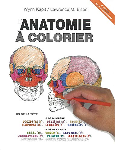Stock image for L'anatomie  colorier for sale by medimops