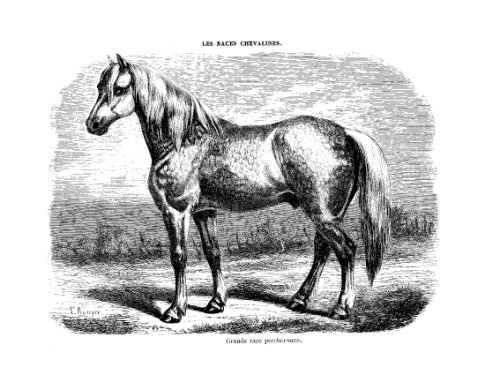 Les races chevalines - Gravure Cheval grande race Percheronne (9782702511145) by Unknown Author
