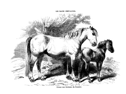 Les races chevalines - Gravure Cheval race Bretonne FinistÃƒÆ’Â¨re (9782702511169) by Unknown Author