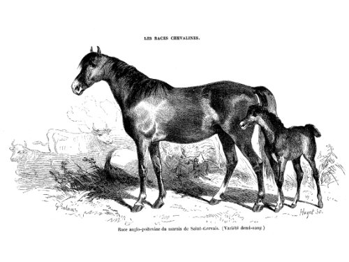 Les races chevalines - Gravure Cheval race Anglo-Poitevine (9782702511237) by [???]